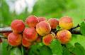 Busku medelynas Babtai - Obelys, kriaušes, vyšnios, trešnes, slyvos, persikai, abrikosai, nektarinai, lazdynai skelbimai